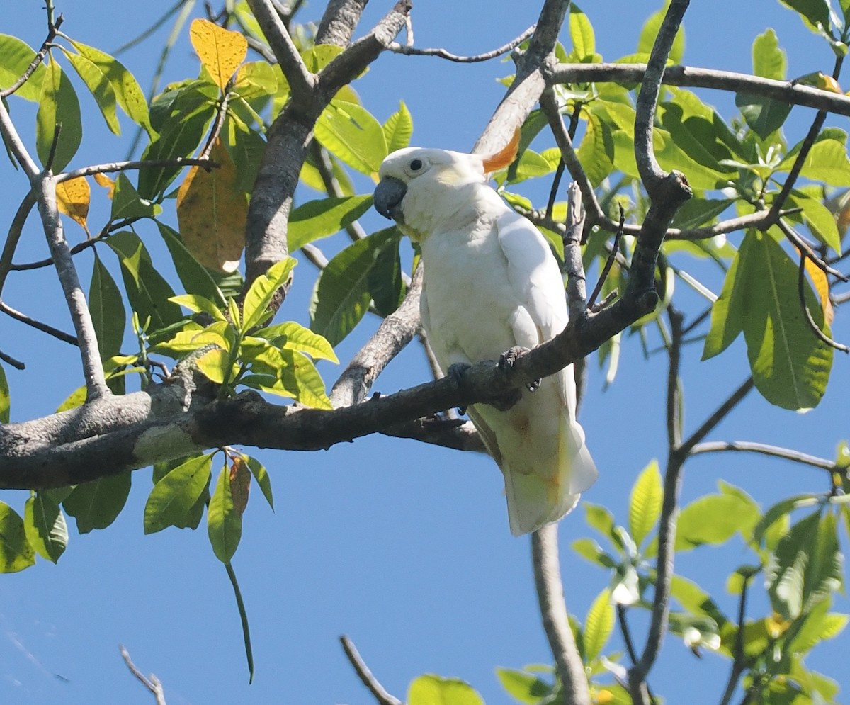 Cacatúa de Sumba - ML646740533