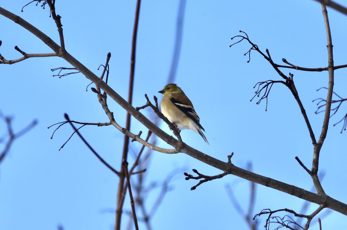 American Goldfinch - ML646740535