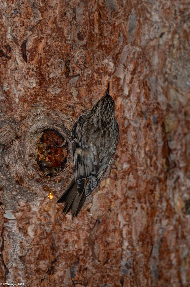 Gerri-txori amerikarra - ML646740536