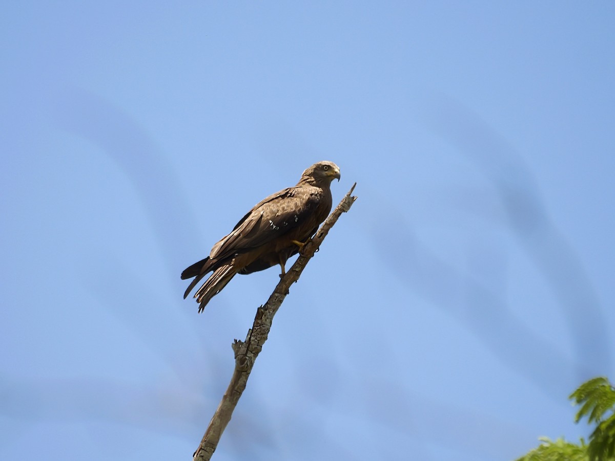 Miru beltza - ML646740538