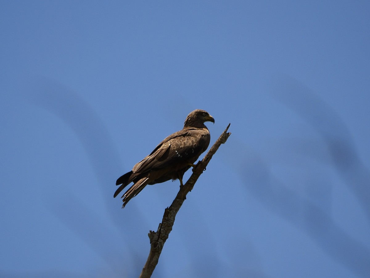 Miru beltza - ML646740540