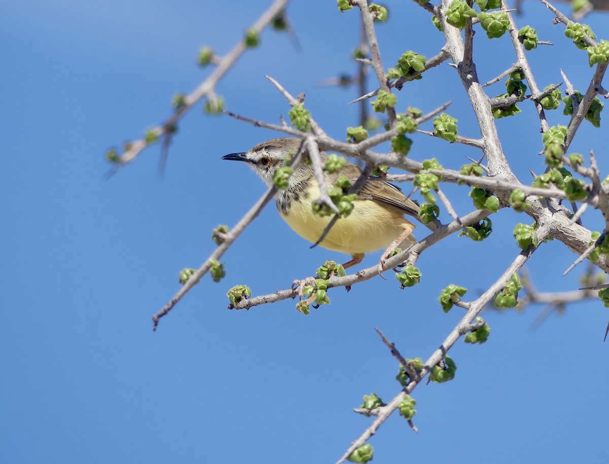 Black-chested Prinia - ML646740544
