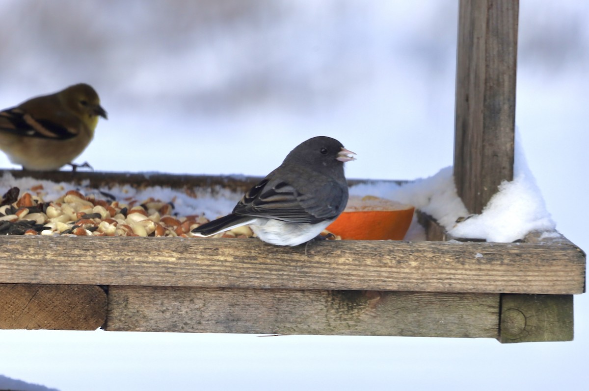 Dark-eyed Junco - ML646740545