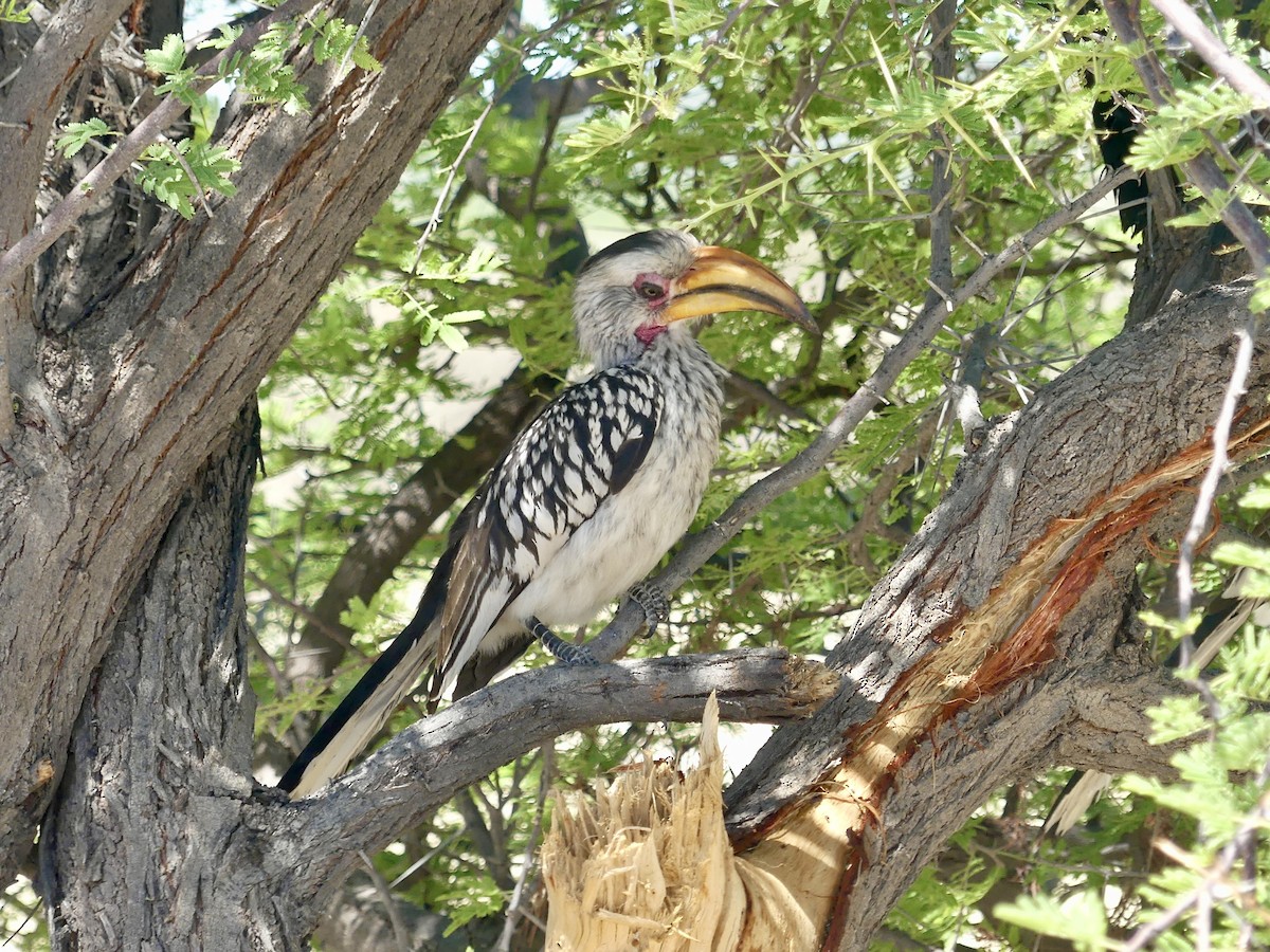 Southern Yellow-billed Hornbill - ML646740546