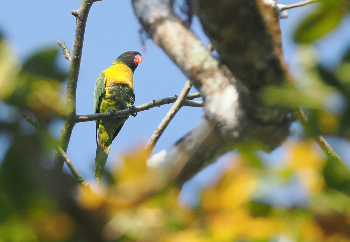 Lori Embridado - ML646740547