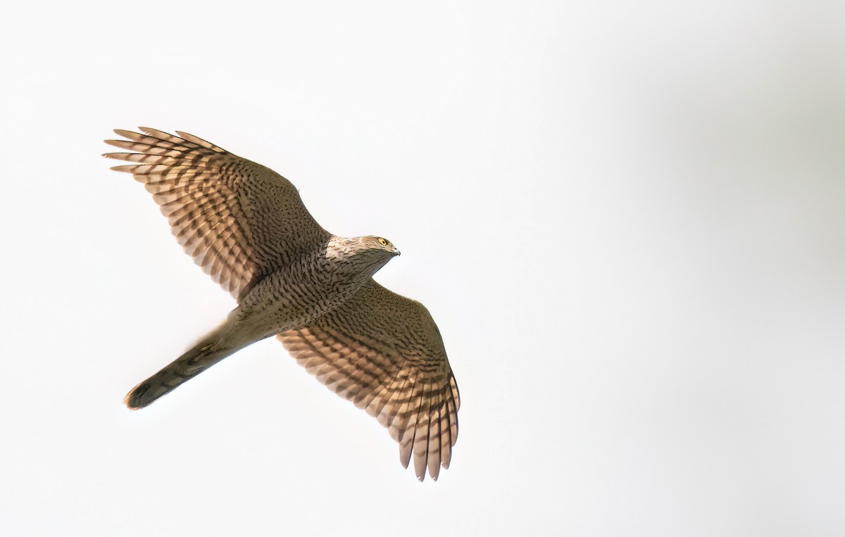 Eurasian Sparrowhawk - ML646740548