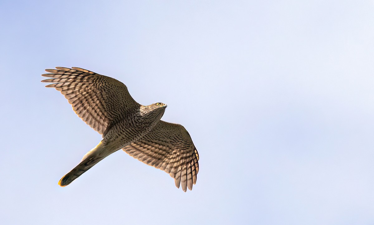 Eurasian Sparrowhawk - ML646740549