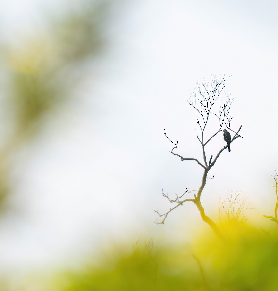 Eurasian Sparrowhawk - ML646740550