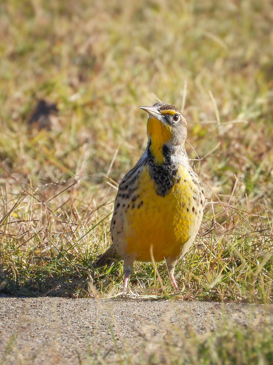 Eastern Meadowlark - ML646740552