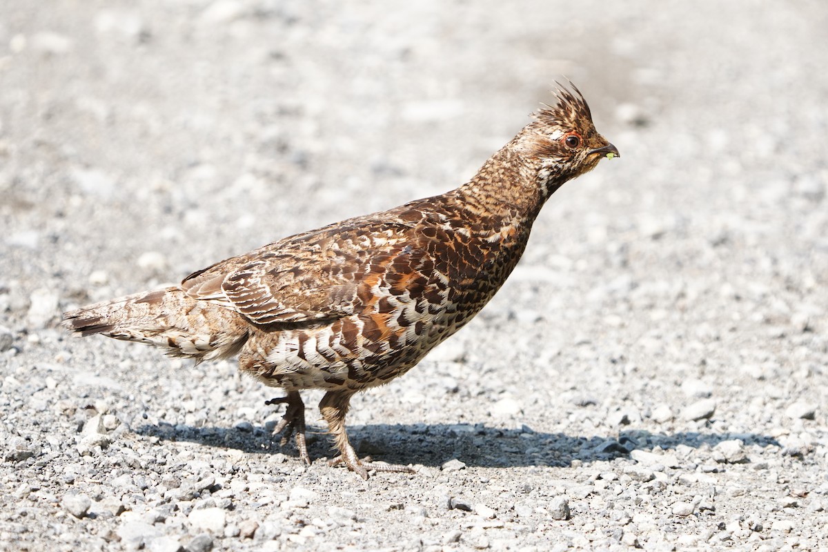 Hazel Grouse - ML646740556
