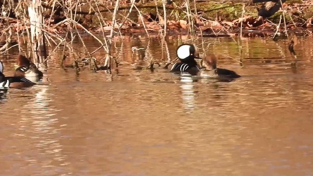 מרגון מקושט - ML646740557