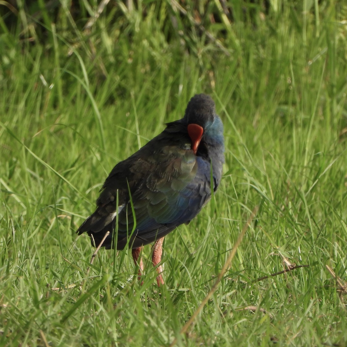 African Swamphen - ML646740558