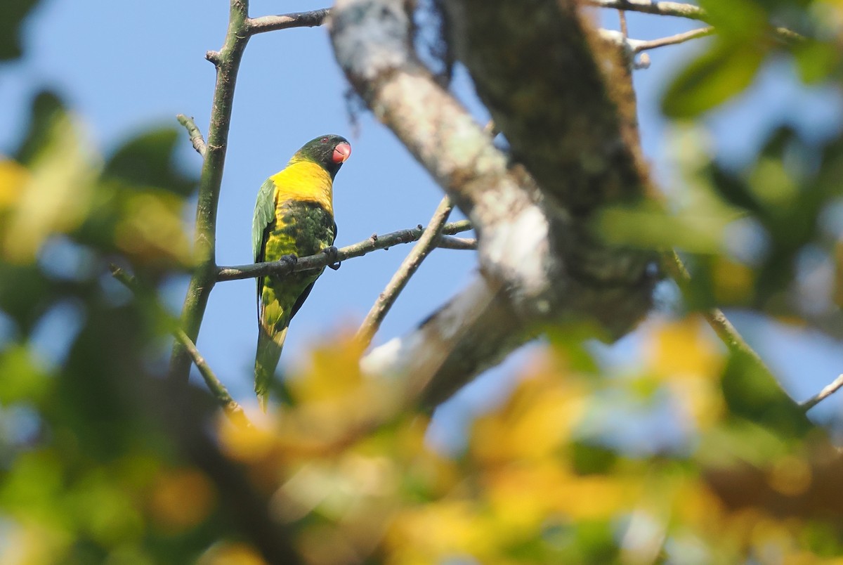 Lori Embridado - ML646740559