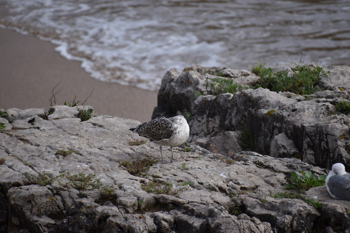 Zafferano - ML646740560