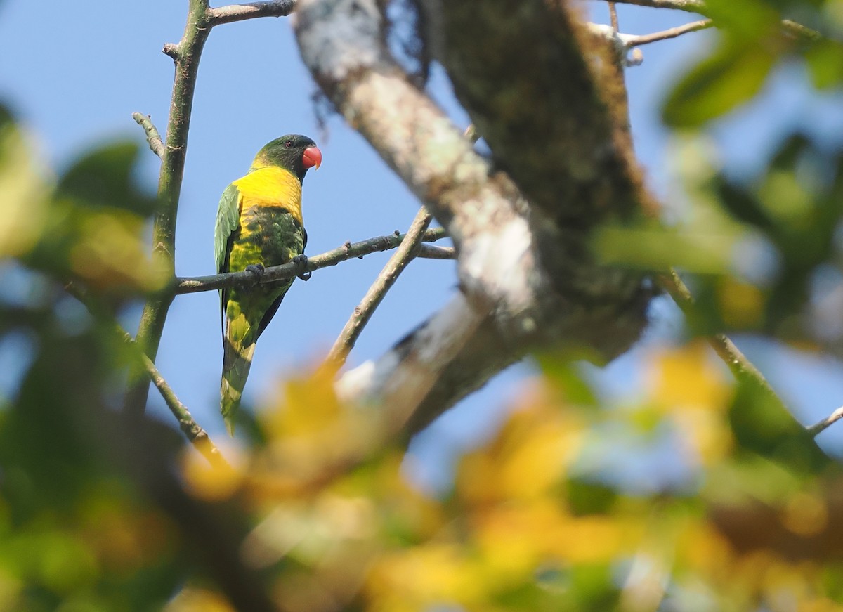 Lori Embridado - ML646740561