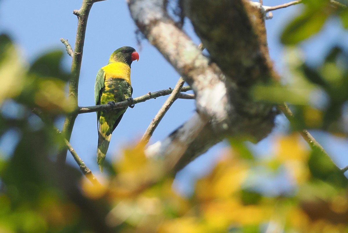 Lori Embridado - ML646740562