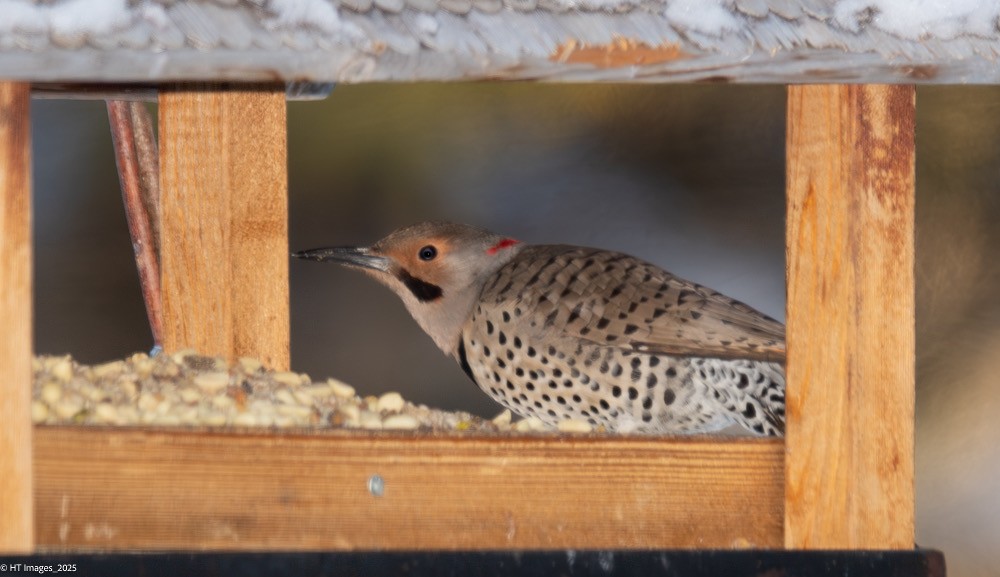 Northern Flicker (Yellow-shafted x Red-shafted) - ML646740563