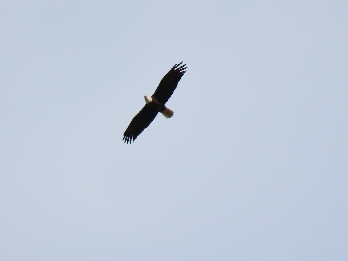 Bald Eagle - ML646740565