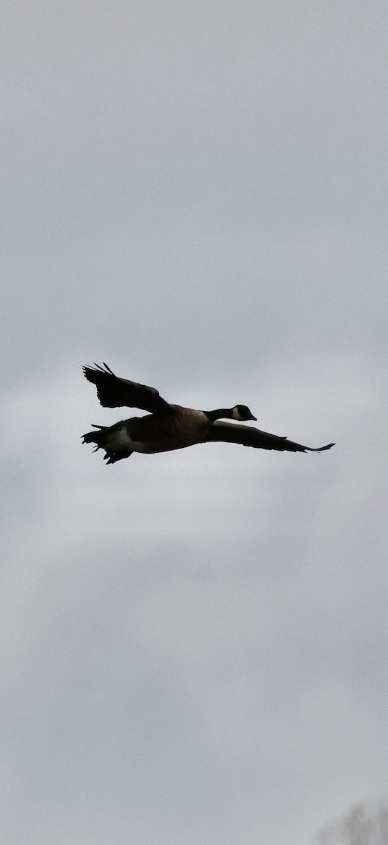 Kanada Kazı (moffitti/maxima) - ML646740568