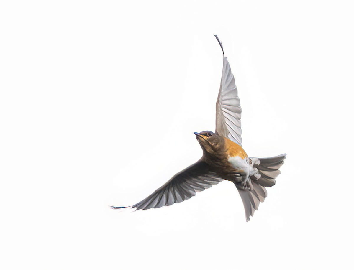 Brown-headed Thrush - ML646740570