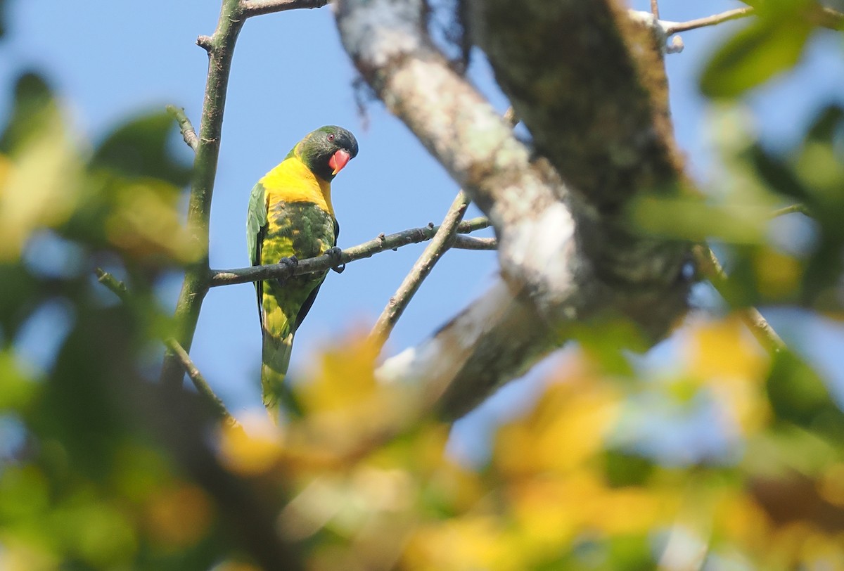 Lori Embridado - ML646740571