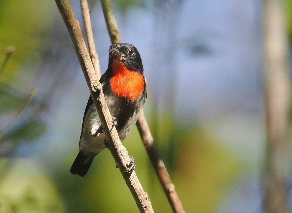 Picaflores de Sumba - ML646740583