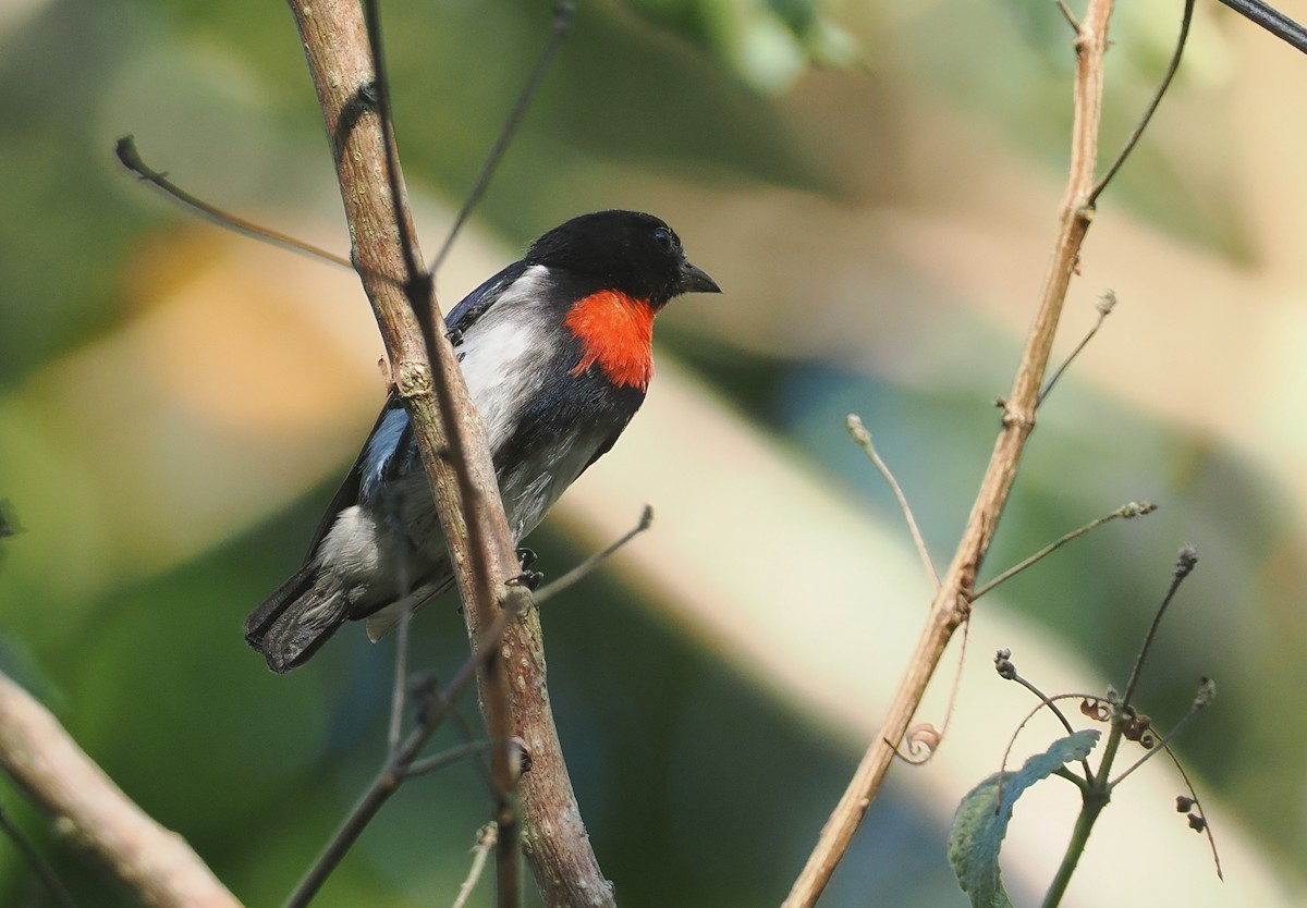 Picaflores de Sumba - ML646740584