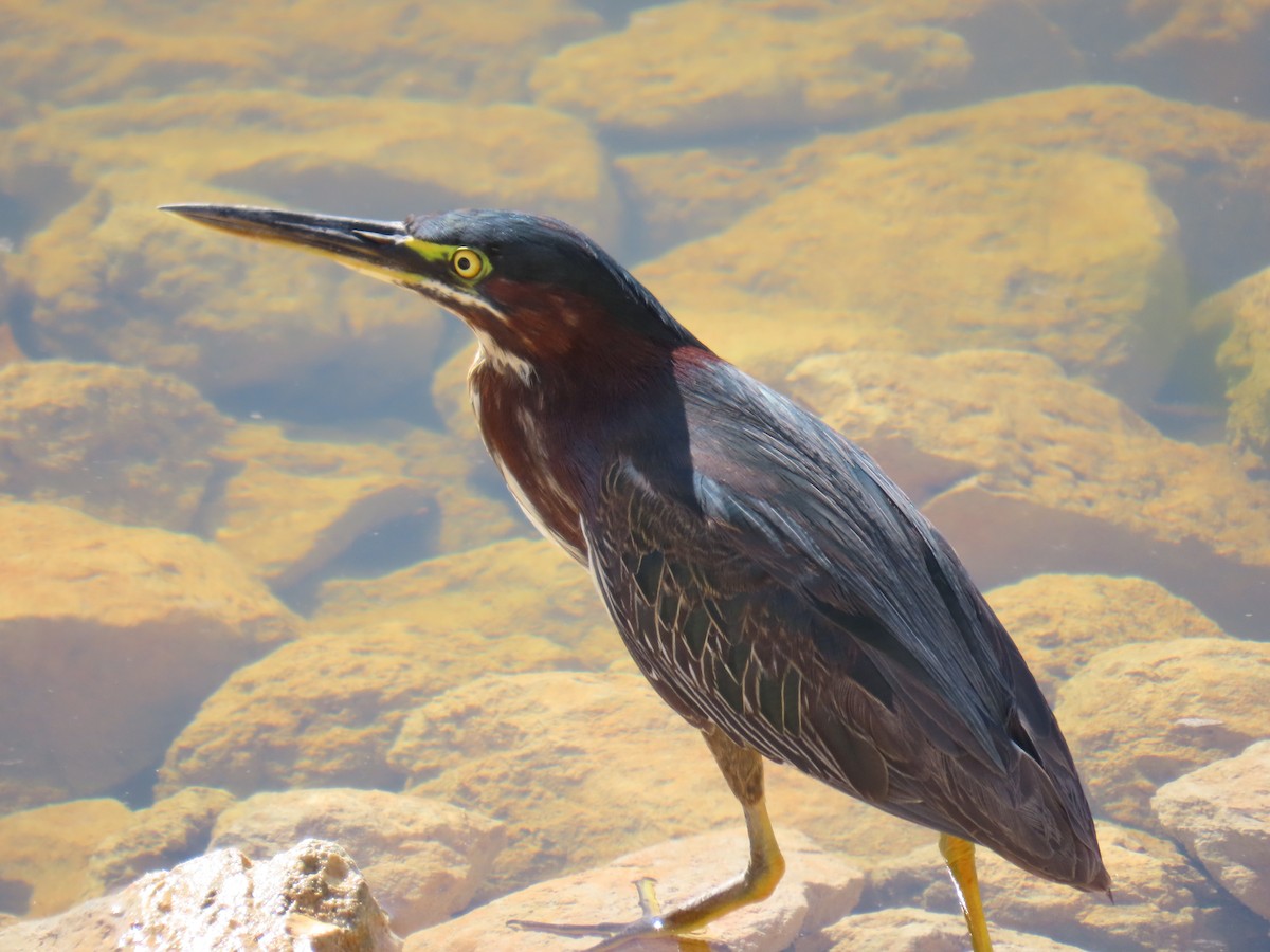 Airone verde - ML646740587