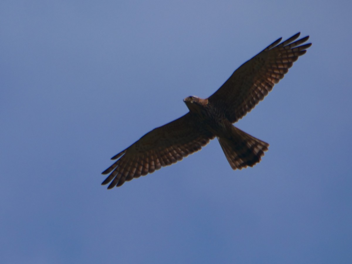 Gray-faced Buzzard - ML646740591