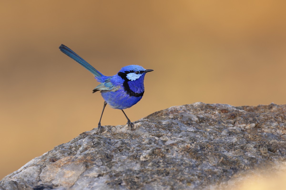 Gökçe Peribülbülü - ML646740592