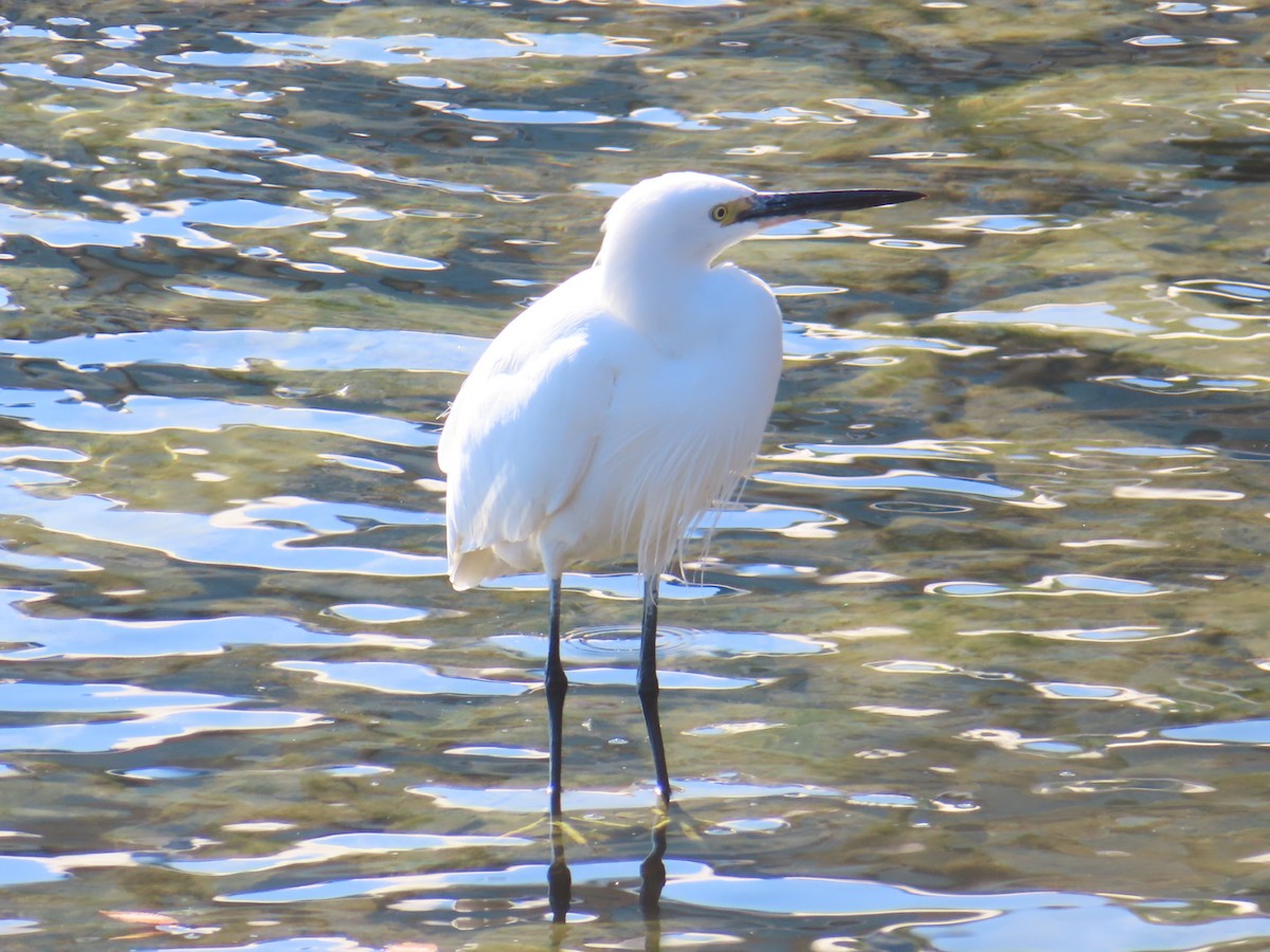 Koartzatxo txikia - ML646740593