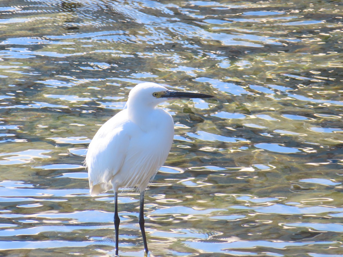 Koartzatxo txikia - ML646740594