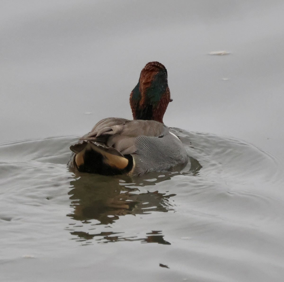 Çamurcun (carolinensis) - ML646740595