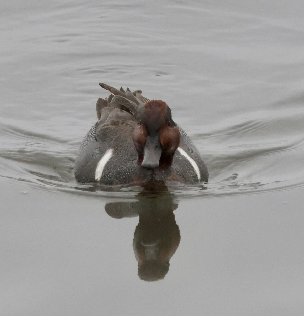 Çamurcun (carolinensis) - ML646740596