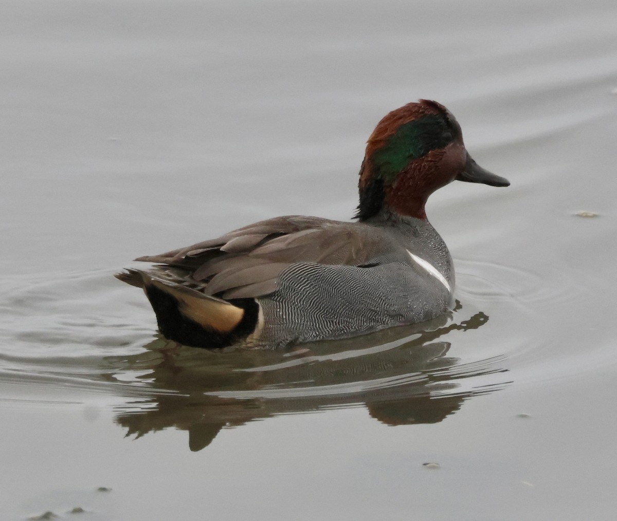 Çamurcun (carolinensis) - ML646740597