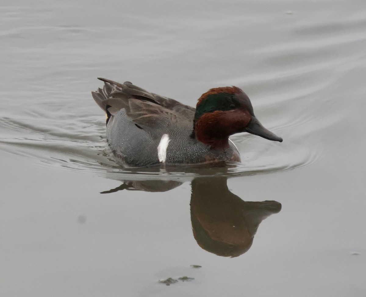 Çamurcun (carolinensis) - ML646740598