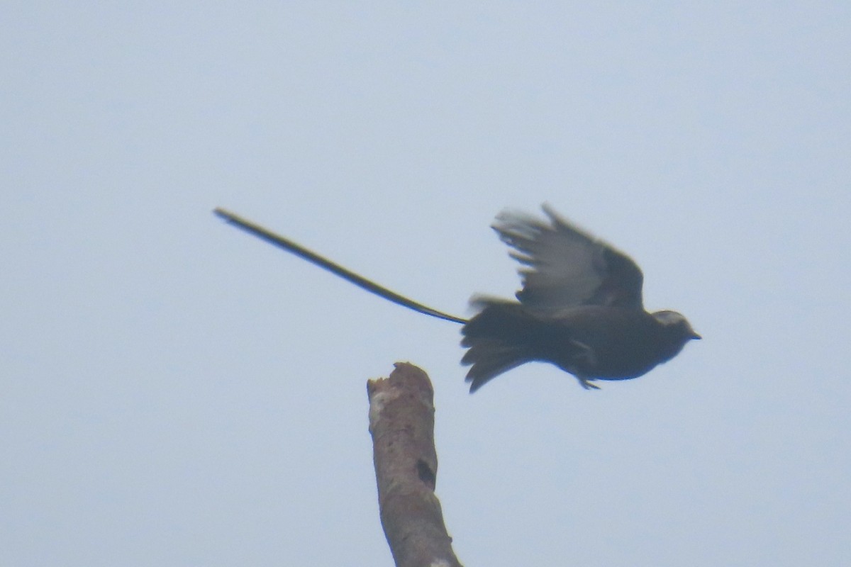 Long-tailed Tyrant - ML646740599