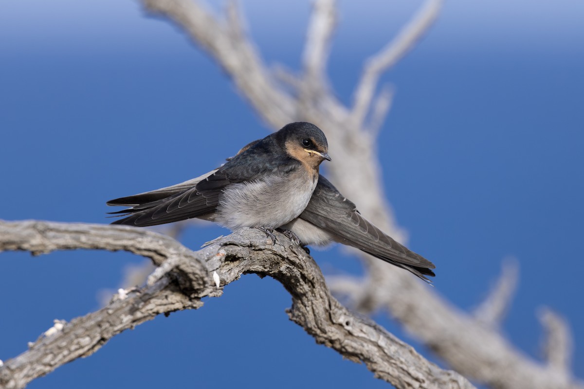 Haberci Kırlangıç - ML646740600