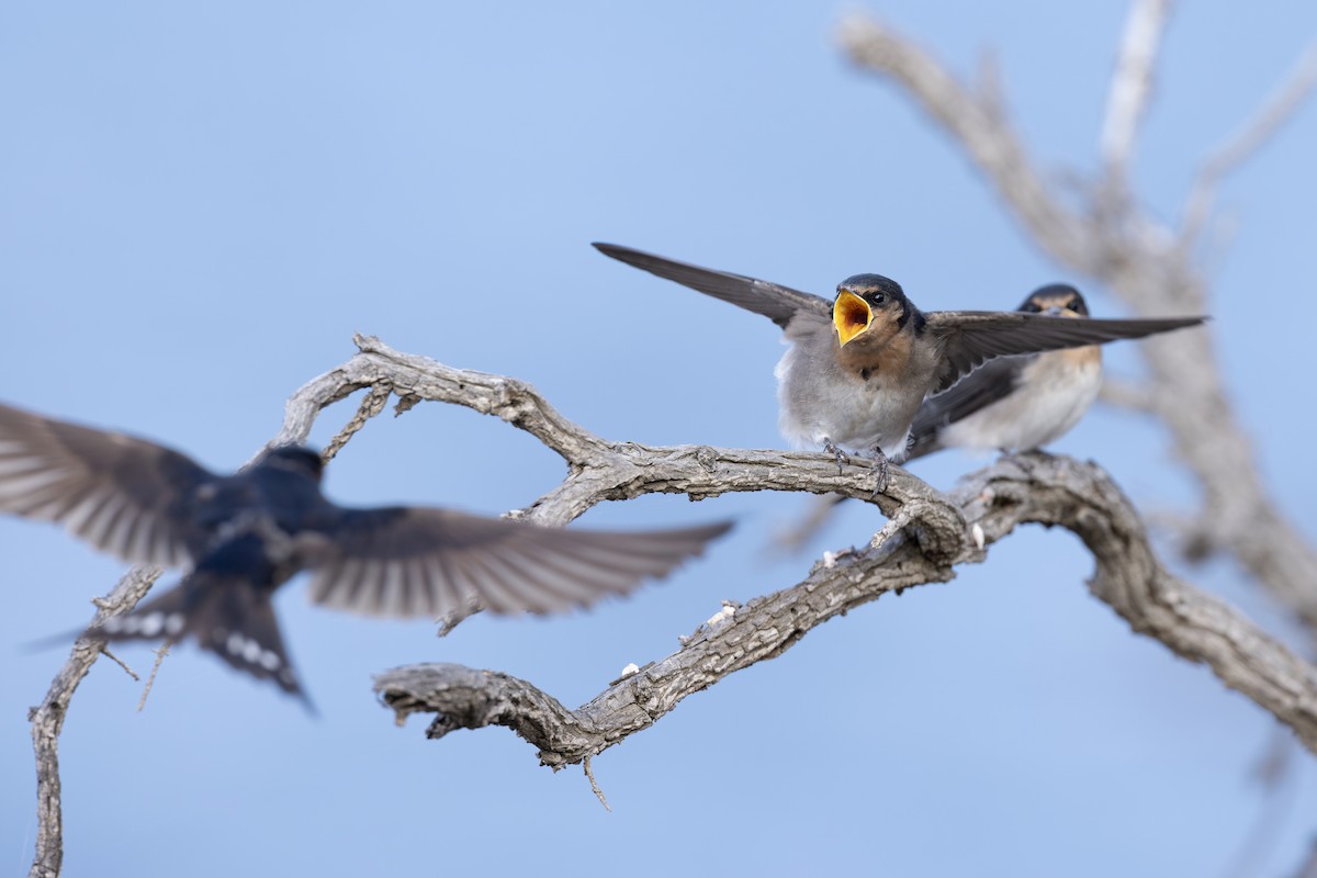 Haberci Kırlangıç - ML646740601