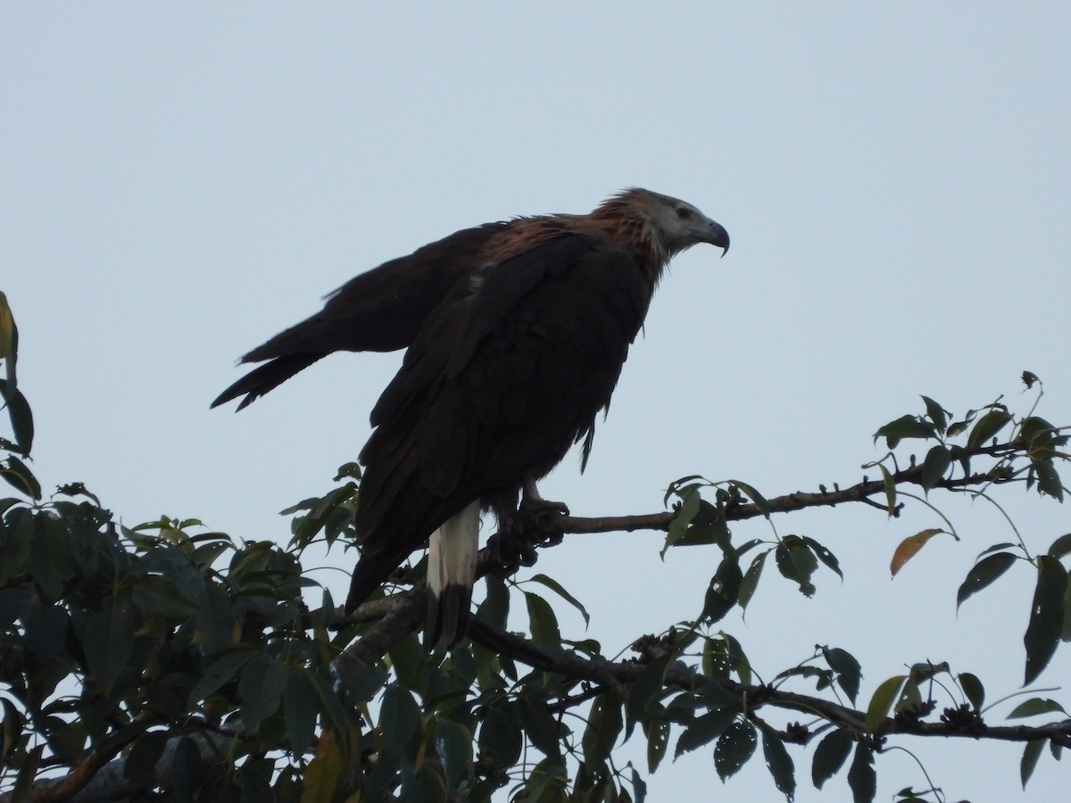 עיטם עקוד-זנב - ML646740603