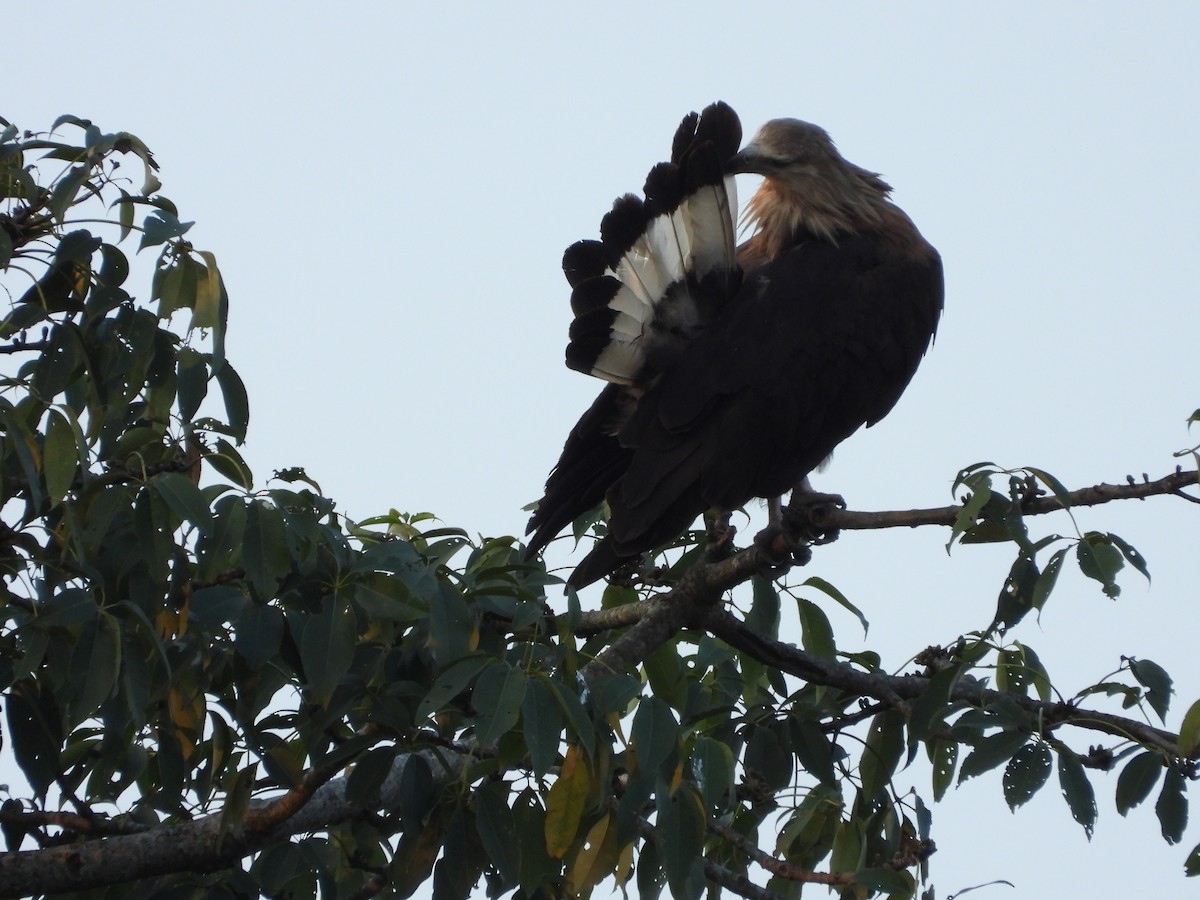 עיטם עקוד-זנב - ML646740605