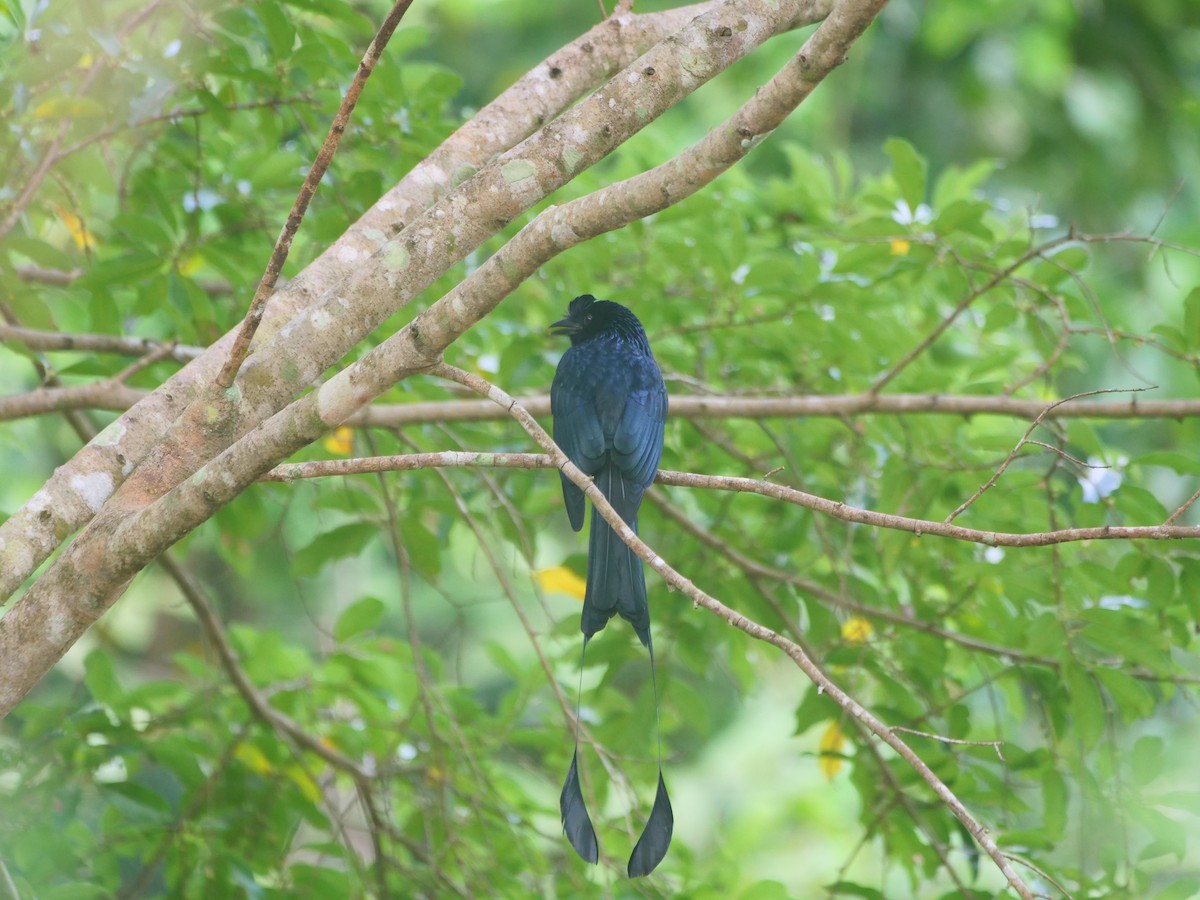 Greater Racket-tailed Drongo - ML646740607