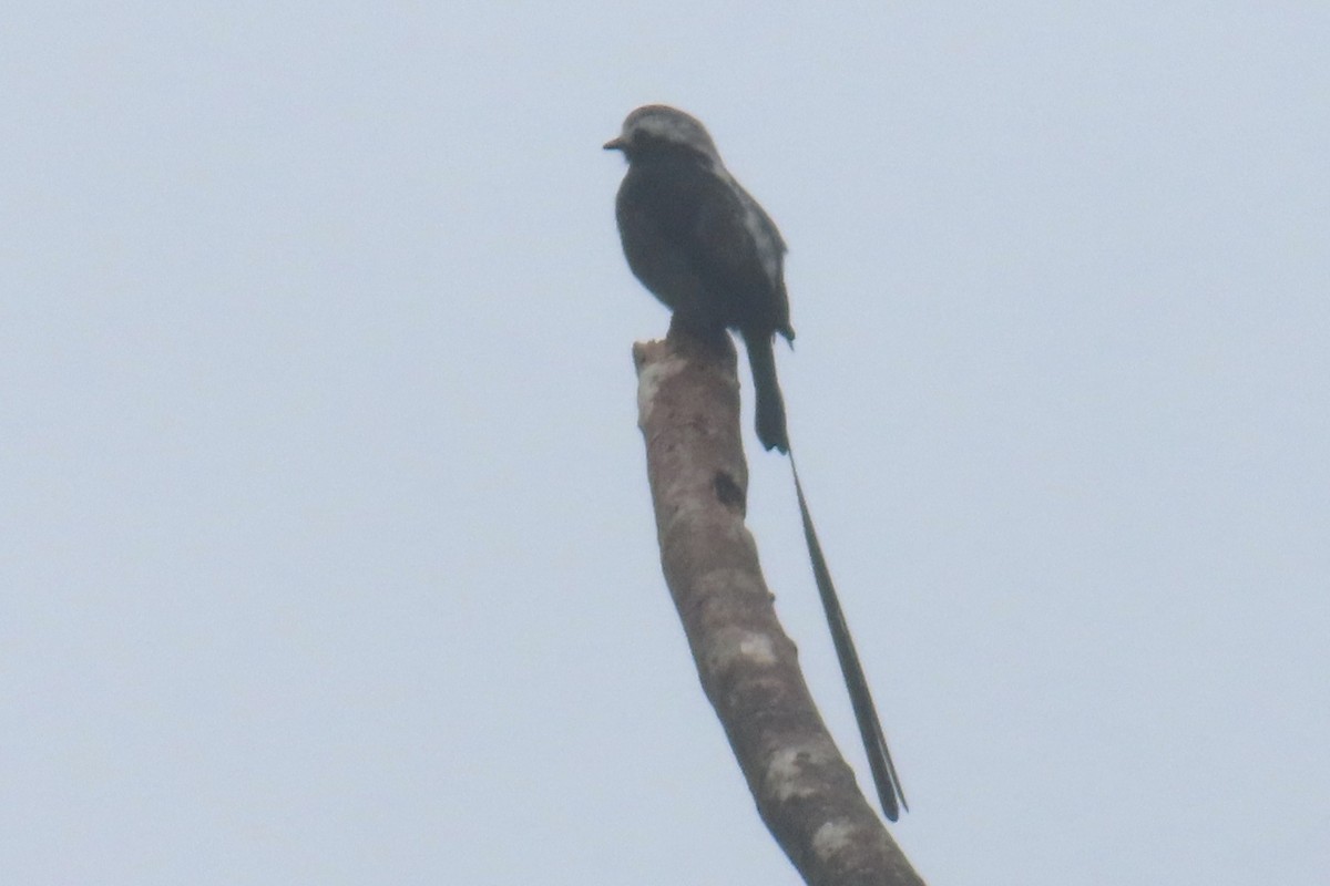 Long-tailed Tyrant - ML646740609