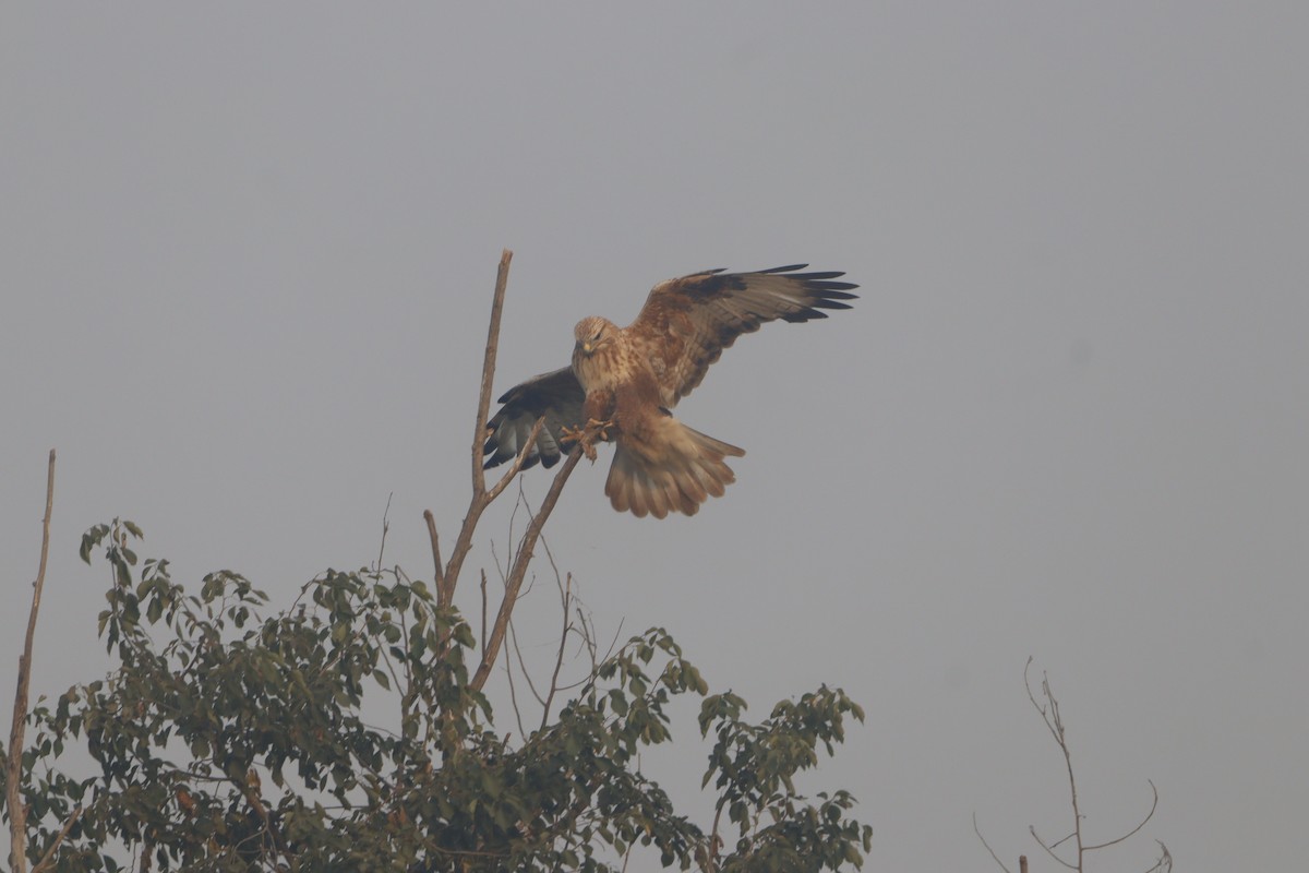 káně bělochvostá - ML646740610