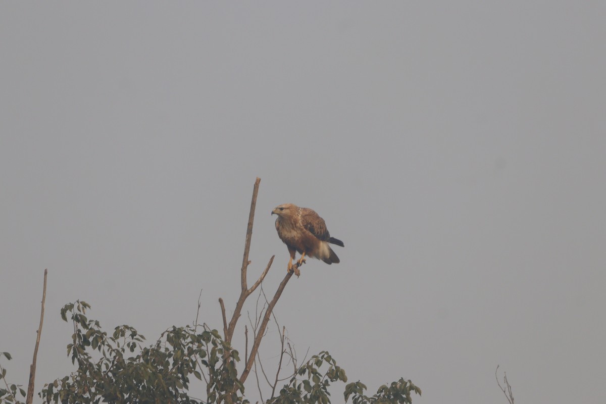 káně bělochvostá - ML646740611