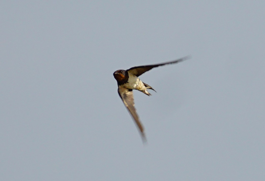 Hirondelle rustique - ML646740612