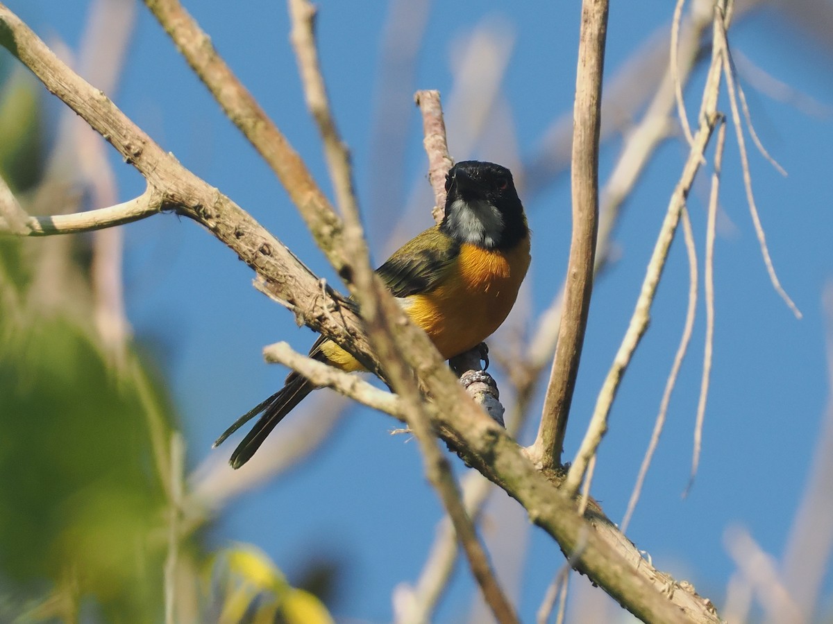 Silbador Calíope (Sumba) - ML646740613