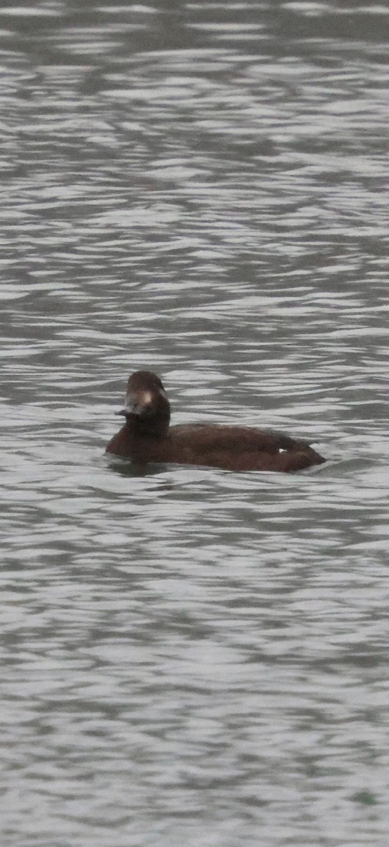 Ak Kanatlı Kadife Ördek - ML646740615