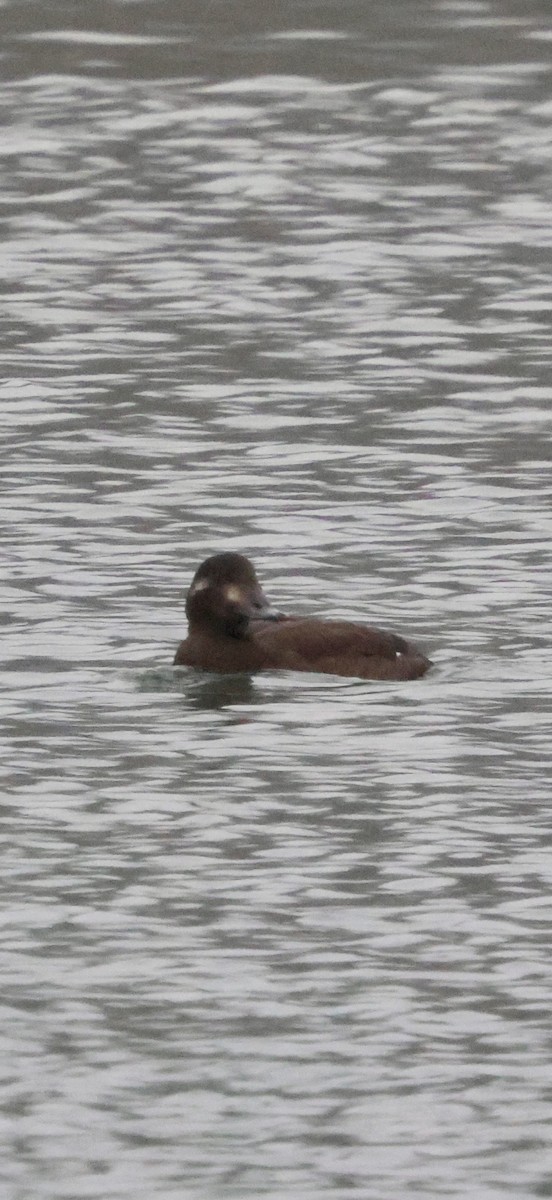 Ak Kanatlı Kadife Ördek - ML646740616