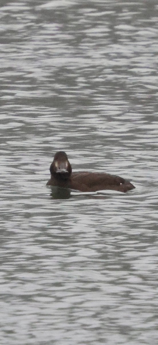 Ak Kanatlı Kadife Ördek - ML646740617